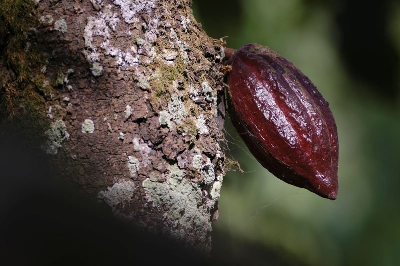 © Reuters. File photo: A cocoa pod grows on a farm in Osino in the Eastern Region, Ghana, February 27, 2024. REUTERS/Francis Kokoroko/File photo