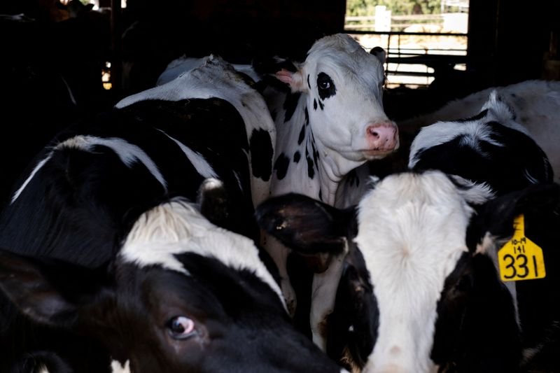 © Reuters. FILE PHOTO: Dairy farmer Brent Pollard